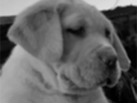 white italian cane corso puppy